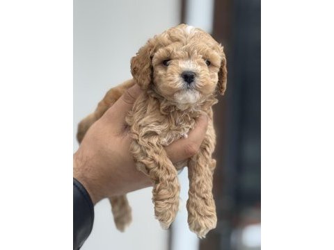 Petmode köpek çifrliğinde ziyarete açık maltipoo
