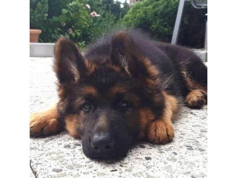 Alman kurdu köpeğimiz