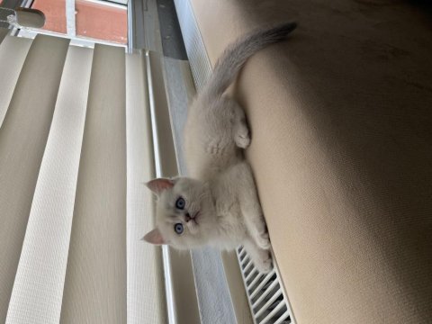 British shorthair 2 aylık erkek
