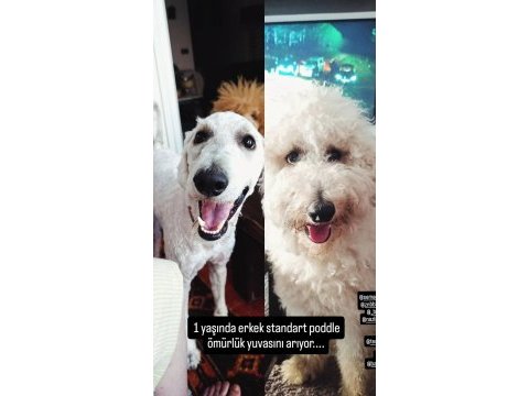 1 yaşında erkek standart poodle ücretsiz