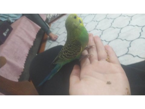 Erkek spangle muhabbet kuşu yavru