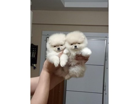 2.5 aylık mini dişi pomeranian yavrular