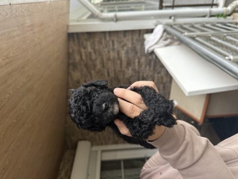 Maltipoo yavrular