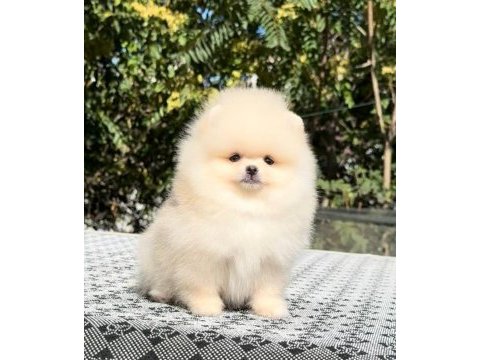 Irkının en güzel yavrusu 2.5 aylık pomeranian boo