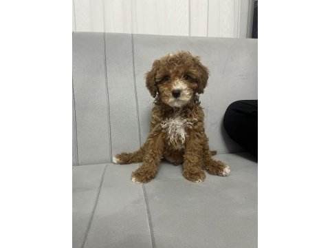 Toy poodle erkek yavrumuz yeni ailesini aramakta
