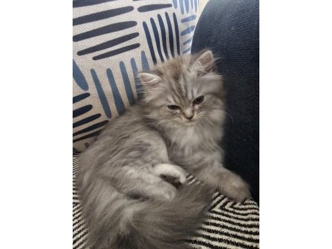2,5 aylık british longhair yavrular