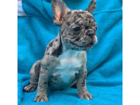 French bulldog yavruları