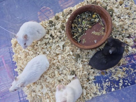 Suriye hamster