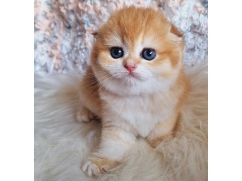 Top kafa golden scottish fold shorthair 