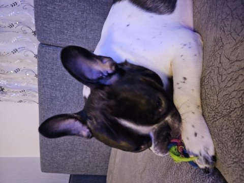 French bulldog oğlumuz