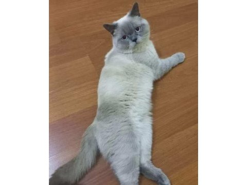 İyi bakacak aileye tamamen ücretsiz erkek blue point kedimiz