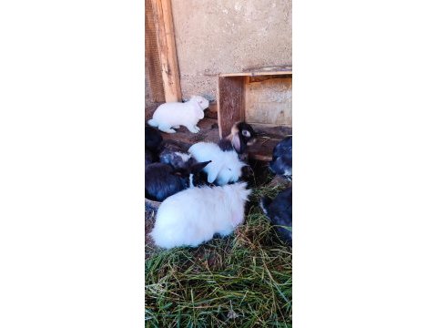 Orjinal hollanda lop tavşanı