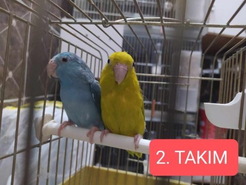 2 takım forpus papağanı