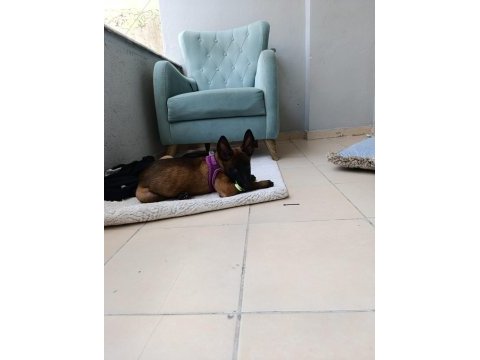 Belçika malinoisi safkan
