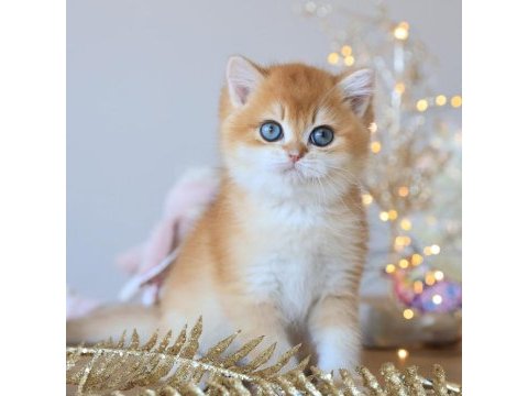 Manken gibi golden british shorthair 