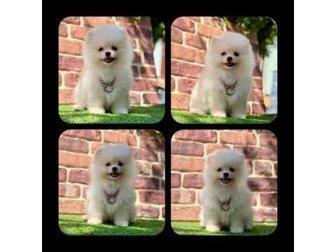 Pomeranian yavruları