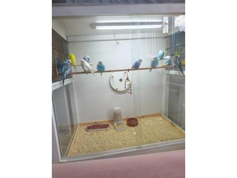 Jumbo muhabbet kuşu çok iyi 1 aylık yavrular
