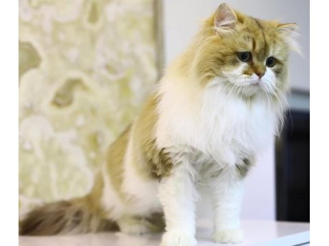 Ücretsiz kısır british longhair