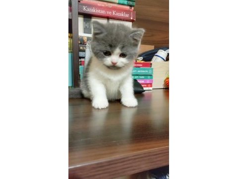 Kar tanesi safkan british shorthair oğlumuz