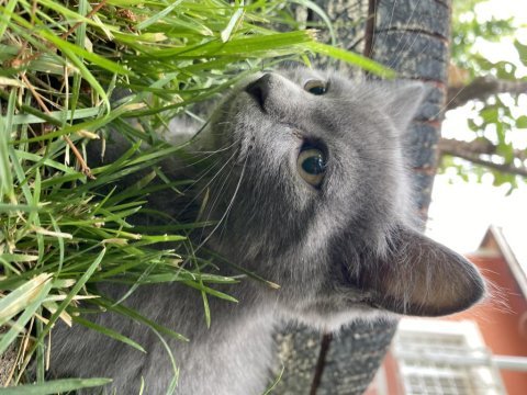 Acil sahiplendirme british shorthair kedisi
