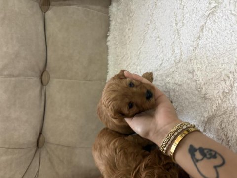 İstanbul köpeğimiz