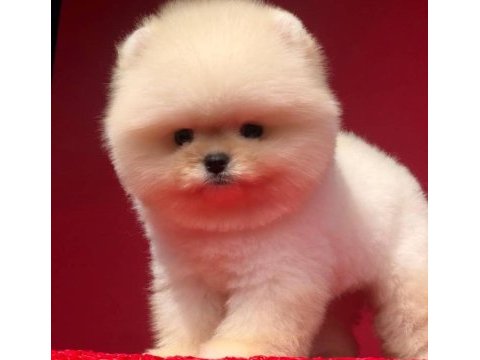 Safkan pomeranian boo yavrularımız
