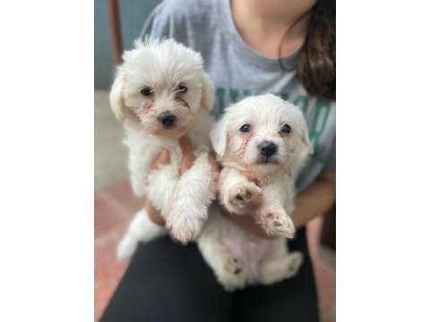 Yavru terrier köpeklerim
