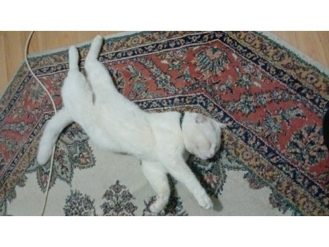 Orjinal sukıtır renkli gözlü erkek van kedisi