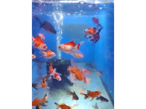 Yavru oranda japon balıklar