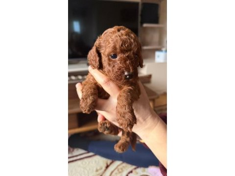 Toy poodle yavrular