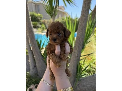 Teacup kore toy poodle bebekler