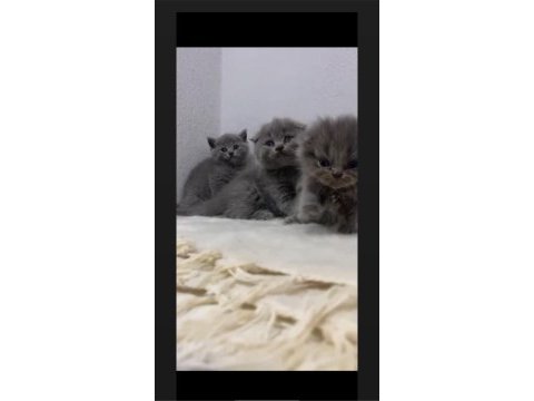 Sagkan ayı surat gri yavru kediler