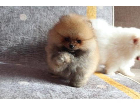 A kalite pomeranian yavrular için ulaşabilirsiniz