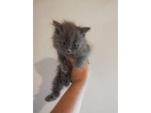 2 aylık british longhair dişi yavrular