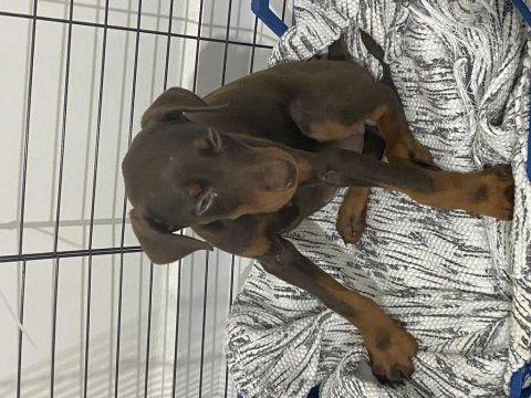 2 aylık doberman köpeği