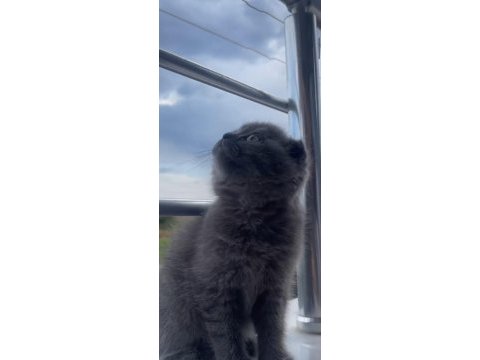 Dişi scottish fold bebeklerim