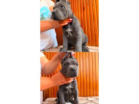 Üst düzey cane corso yavruları
