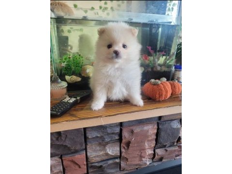 Ayı surat pomeranian bebekler