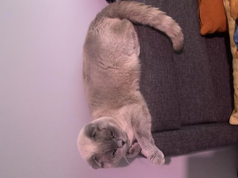 Kedimiz scottish fold (erkek)