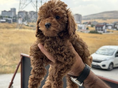 Redbrown kore toy poodle yavrularmız
