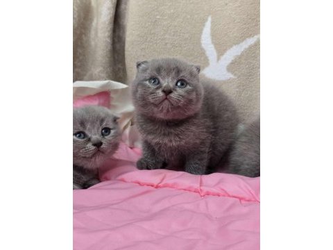 Scottish fold gri yavrular