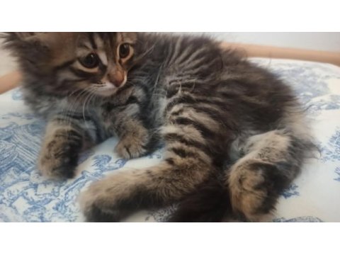 Bir ailesi olmasını istiyorum tekir