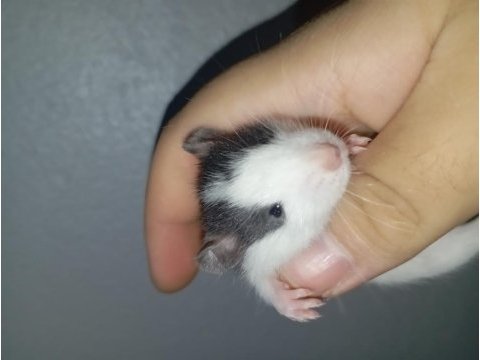 Ele alışık rat yavrular