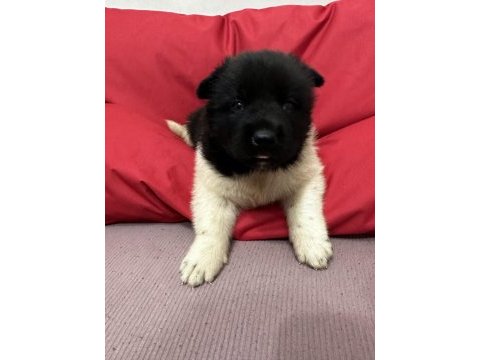 Show kalite amerikan akita yavruları