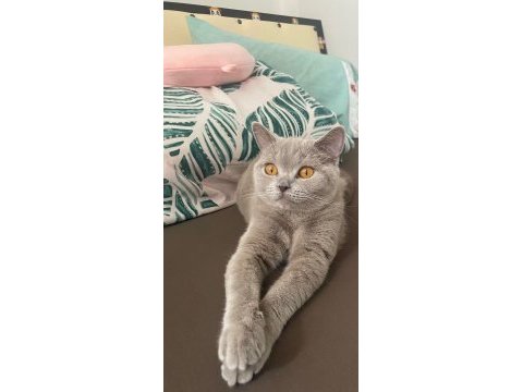 Safkan british shorthair 1 yaşında