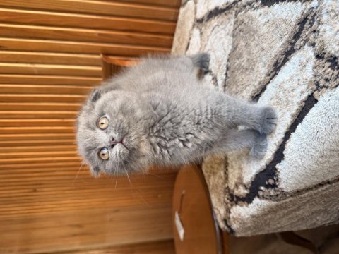 Üst kalite scottish fold bebekleri