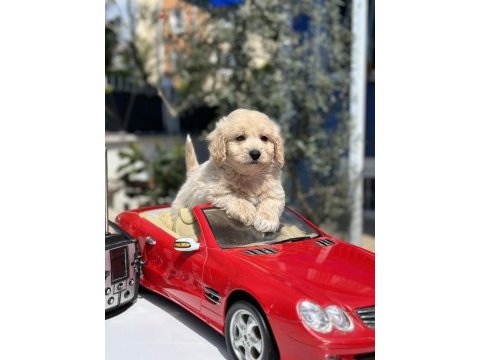 Mini f1 maltipoo yavrularımız