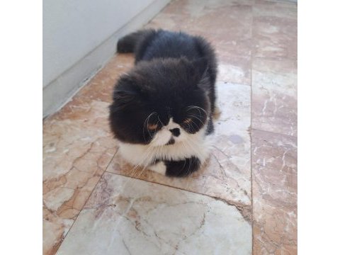 Kendi yavrularımız exotic shorthair