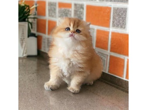 Soy ağacı belli golden british longhair yavrular