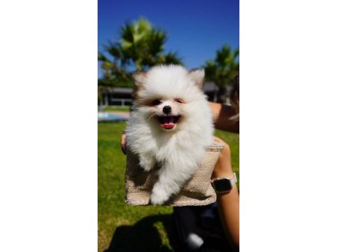 Çiftlikten pomeranian yavruları
